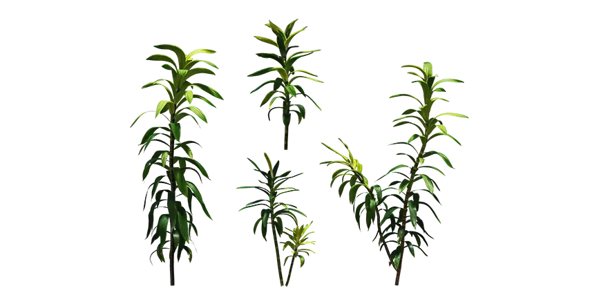 janet craig dracaena 001 — Descargar