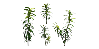 janet craig dracaena 001 — Descargar