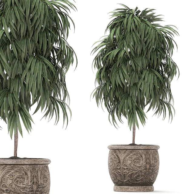 A collection of small ornamental trees for the garden in classic outdoor pots with Ficus ali, Oleander, Topiary. Set 491. — Descargar