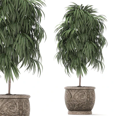 A collection of small ornamental trees for the garden in classic outdoor pots with Ficus ali, Oleander, Topiary. Set 491. — Ver 3