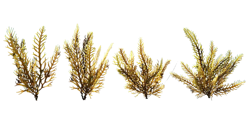 seaweed 007 — Descargar