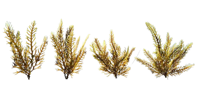 seaweed 007 — Descargar
