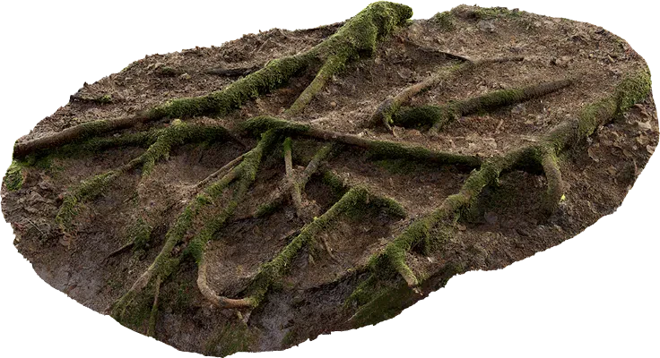 forest roots 003 — Descargar