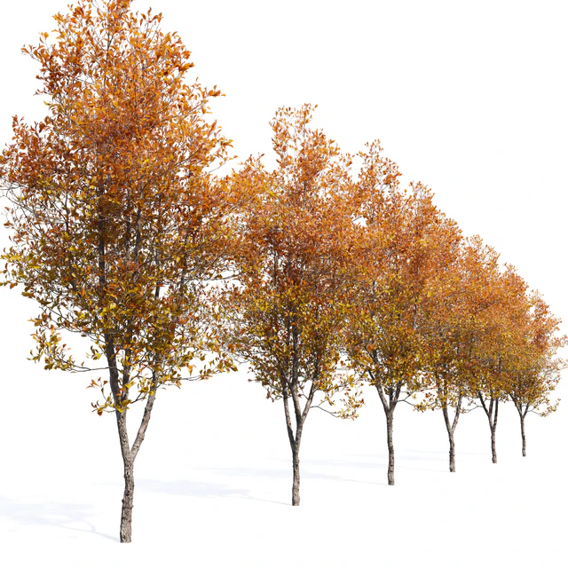 Quercus robur — Descargar
