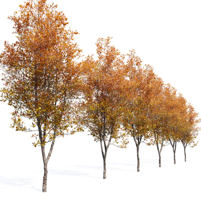 Quercus robur — Ver 3