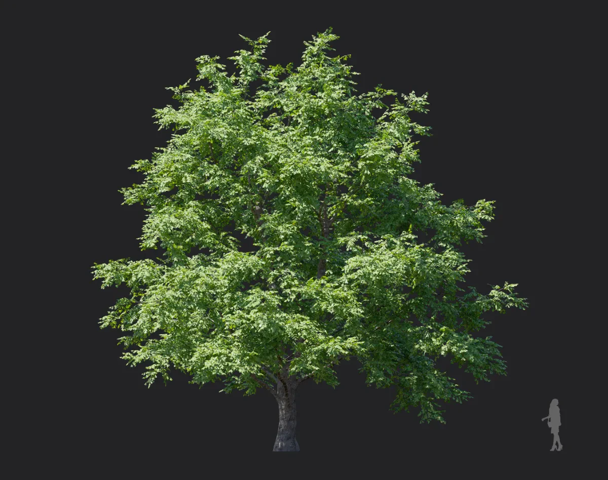 tilia amurensis 004 — Descargar