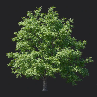 tilia amurensis 004 — download