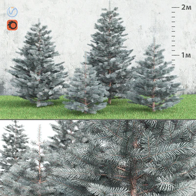 Spruce — Вид 1