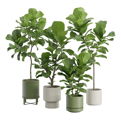 Ficus Lyrata Fiddle leaf — Ver 1