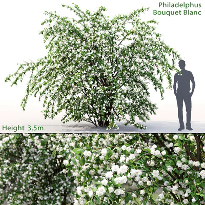 Philadelphus Bouquet Blanc #2 | Жасмин — Вид 1