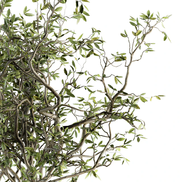 Bouquet - Green Branch in vase 40 — Descargar