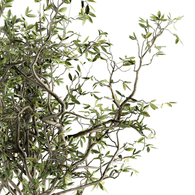 Bouquet - Green Branch in vase 40 — Ver 5