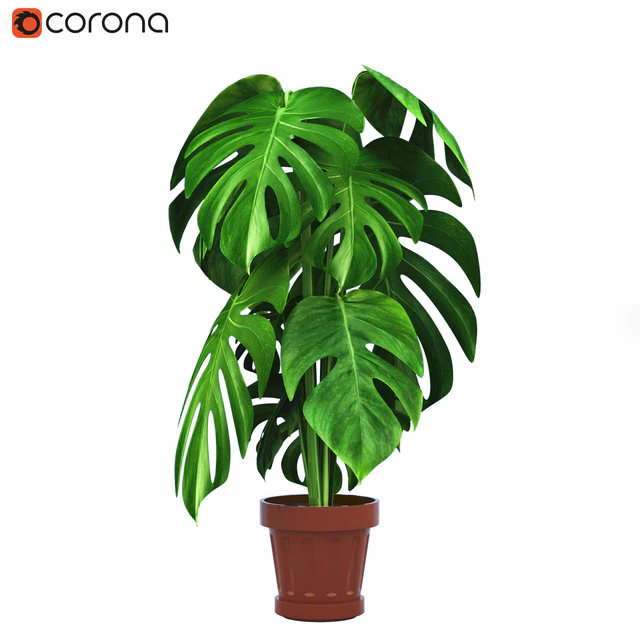 Monstera Plants 2 — Descargar