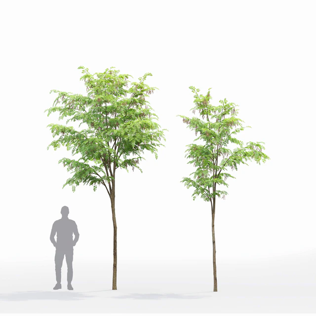 Robinia — Descargar