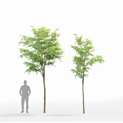 Robinia — Ver 4