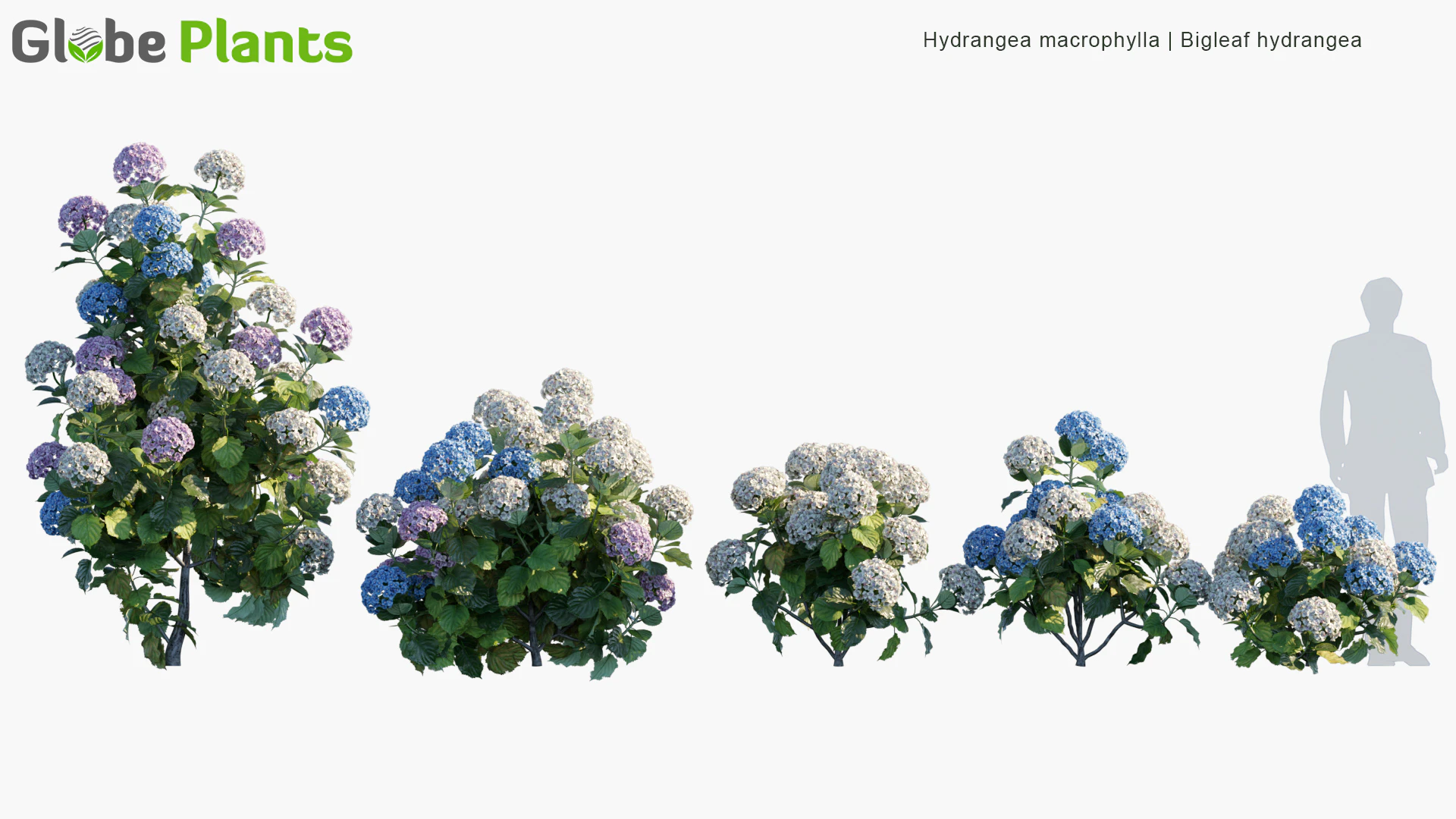 hydrangea macrophylla — Download