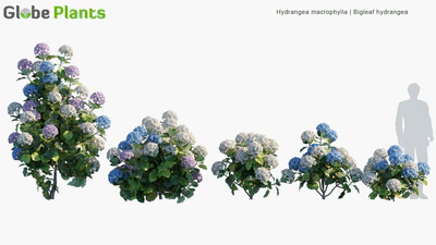 hydrangea macrophylla — download