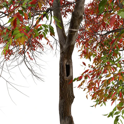 Set of Chinese pistache Tree (Pistacia chinensis) (2 Trees) — Ver 5
