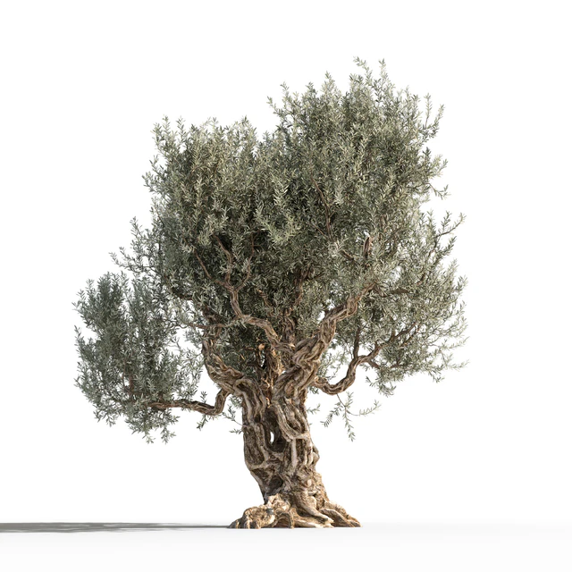 Дерево оливы 1 (Olive tree 1) — Скачать
