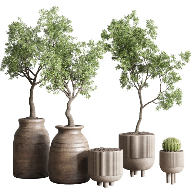 collection indoor outdoor plant 114 vase concrete wood old pot tree cactus — Скачать