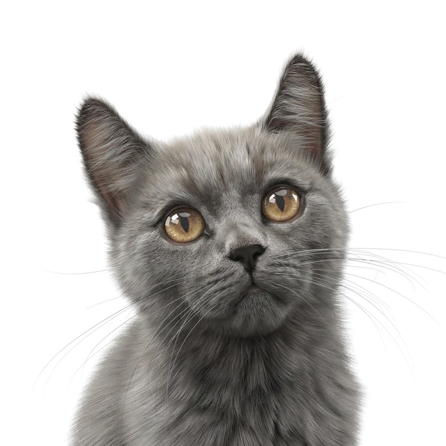 CAT FEDOR Corona — Descargar