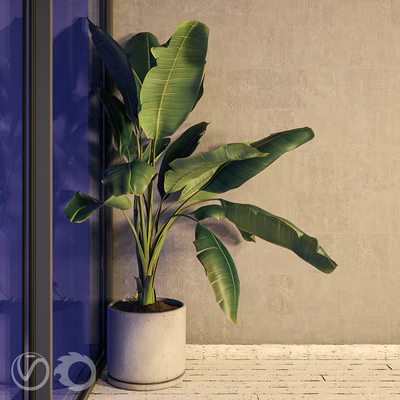 Plant Strelizia in a concrete pot — Ver 2