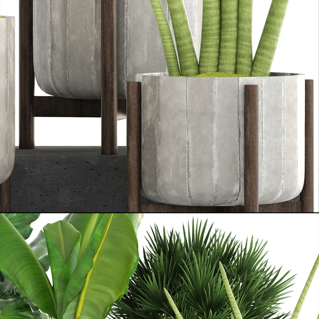 Collection of plants. Concrete pot, flowerpot, banana, chamerops, palm tree, banana, bush, exotic plants, outdoor — Descargar