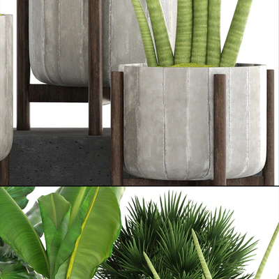 Collection of plants. Concrete pot, flowerpot, banana, chamerops, palm tree, banana, bush, exotic plants, outdoor — Ver 3