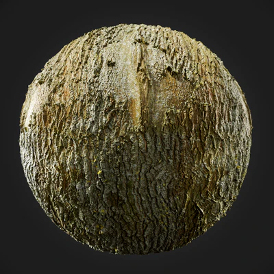 trees and barks 041 — Скачать