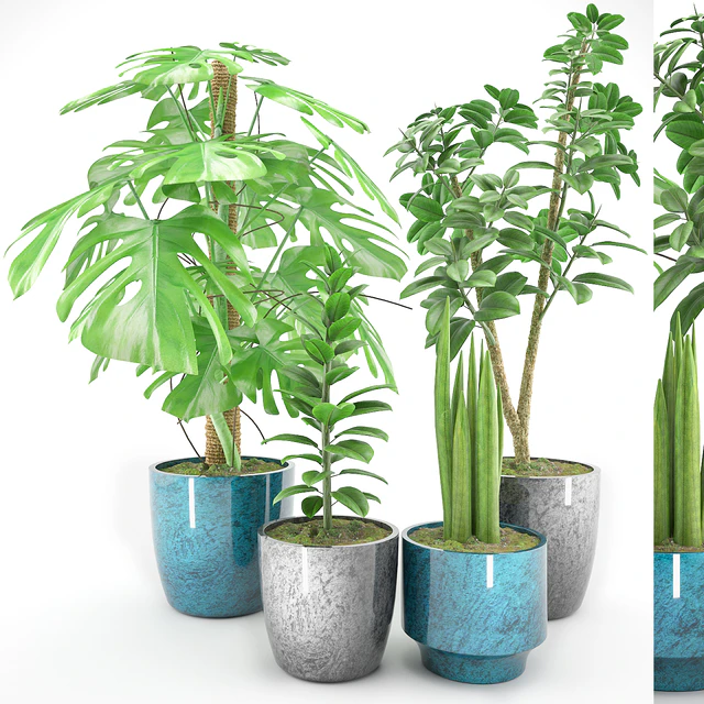 Plant 41 — Descargar