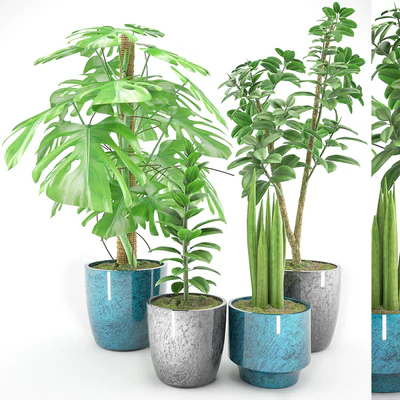 Plant 41 — Ver 1