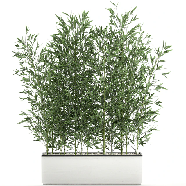 Lush thickets of bamboo bushes in a white pot pot, bamboo. Set 579. — Descargar