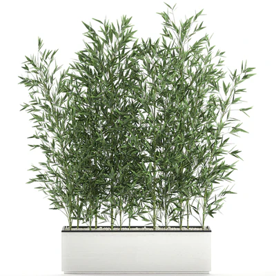 Lush thickets of bamboo bushes in a white pot pot, bamboo. Set 579. — Ver 1