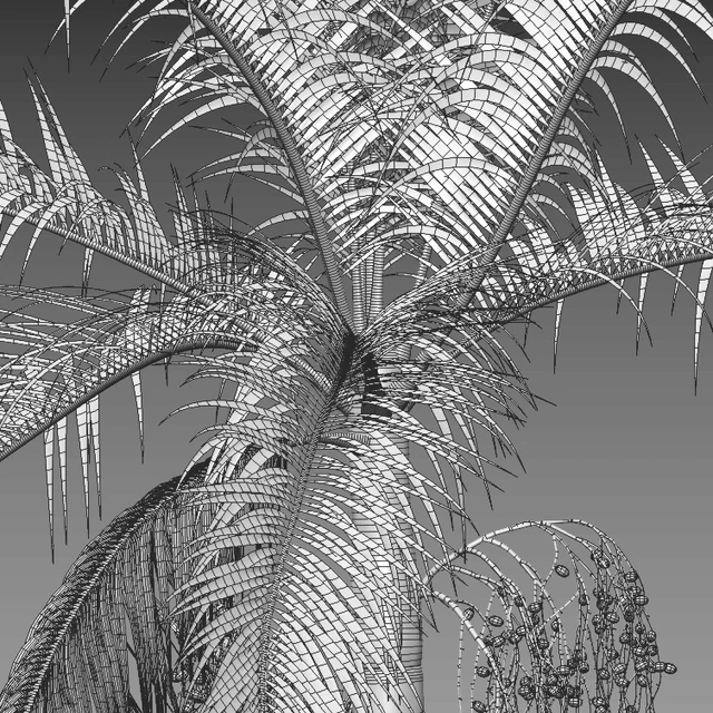 Archontophoenix cunninghamiana - King Palm - 01 — Descargar