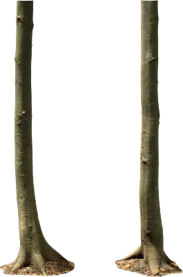 beech tree trunk 003 — Скачать