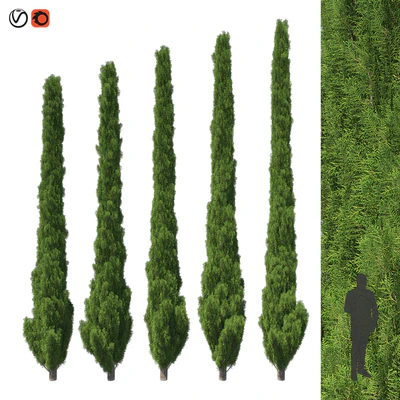 Cupressus 5-6m — Descargar