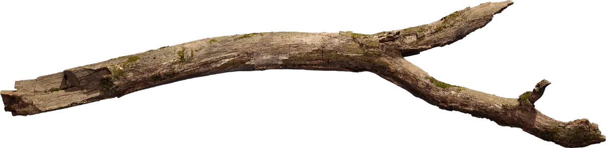 oak tree branch 002 — Descargar
