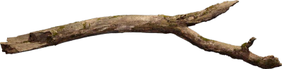 oak tree branch 002 — Descargar