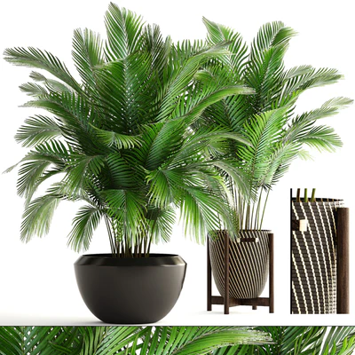 Collection of plants 164. Areca Palm, kentia, hoveya, areca, pot, bush, basket, flowerpot, interior, Howea — Ver 1