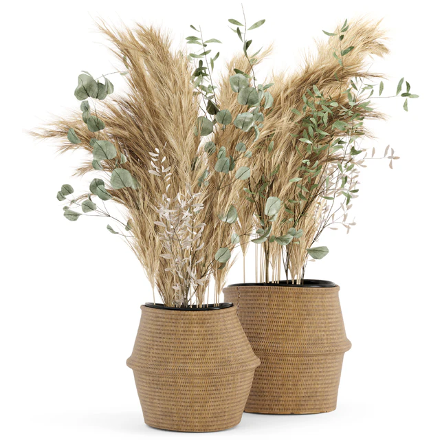 Dry plants 20 - Dried Plantset Pampas set with Wicker Basket — Descargar