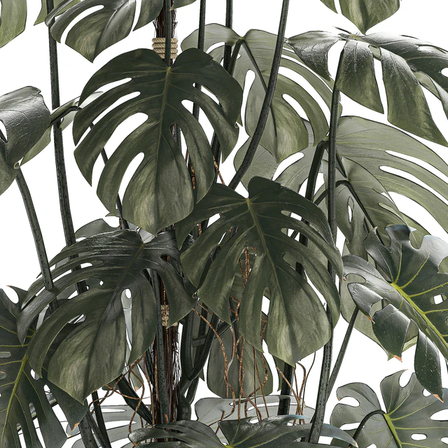 Красивый интерьерный куст растения Монстера в белом цветочном горшке. Коллекция растений 1288 — Скачать
