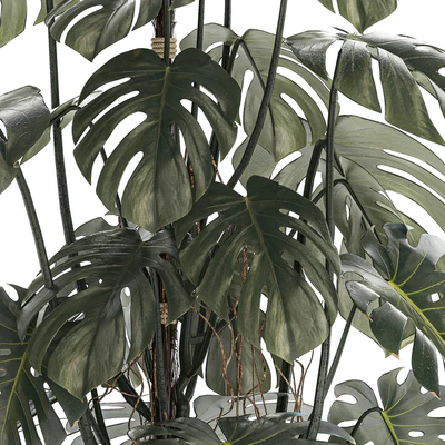 Красивый интерьерный куст растения Монстера в белом цветочном горшке. Коллекция растений 1288 — Вид 6