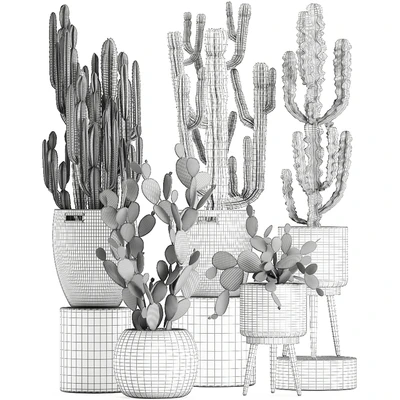 A collection of small cacti in beautiful woven rattan baskets with Prickly pear, Carnegie, Cereus, desert plants. Set 617. — Ver 4