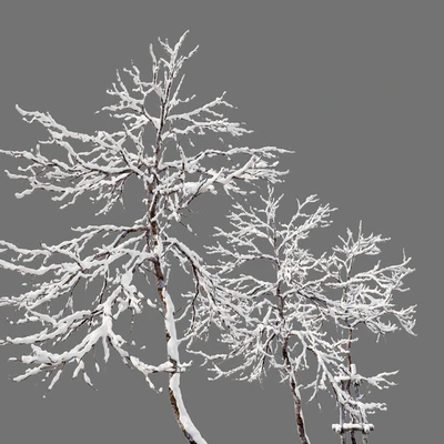 winter young trees — Ver 3