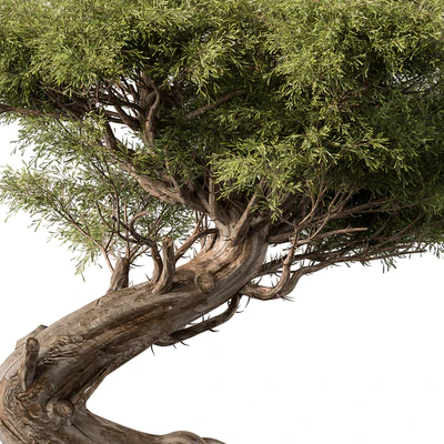 indoor Plant 452 - Bonsai Plant — Ver 3