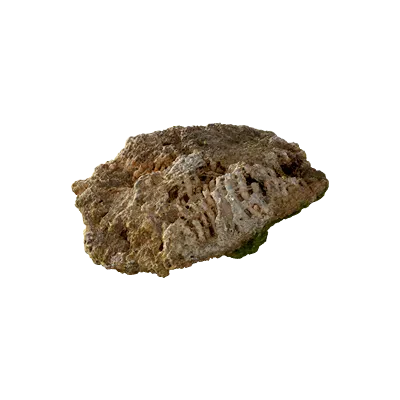 thai beach coral 002 — Descargar