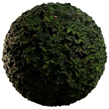 creeping fig 006 — Скачать