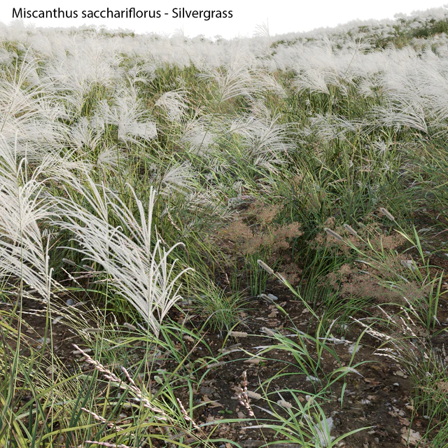 Miscanthus sacchariflorus - Silvergrass 02 — Descargar