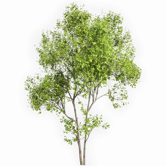 Real Tree Acer Saccharinum Summer — Скачать