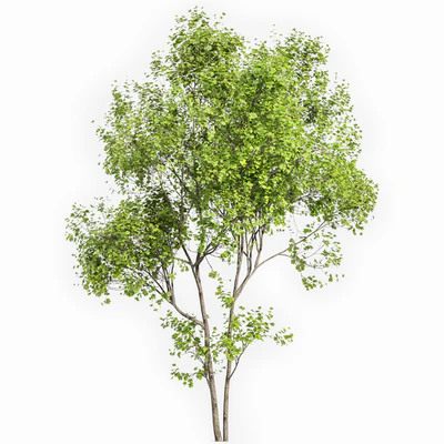 Real Tree Acer Saccharinum Summer — Вид 3